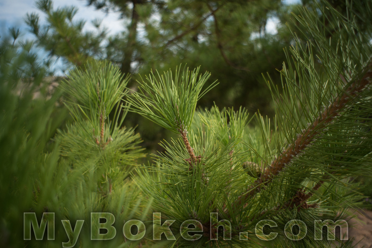 Angenieux 28mm f/3.5 Retrofocus Lens Bokeh